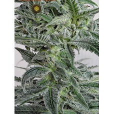 Семена конопли Superlicious Sativa Regular регулярные Mandala